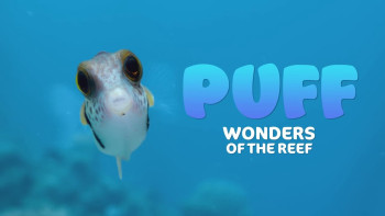 Puff: Rạn san hô kỳ diệu